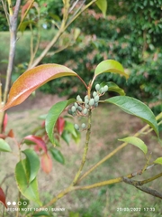 Elaeocarpus mastersii