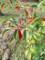 Elaeocarpus mastersii