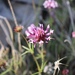 Trifolium willdenovii - Photo (c) Morgan Stickrod,  זכויות יוצרים חלקיות (CC BY-NC), הועלה על ידי Morgan Stickrod