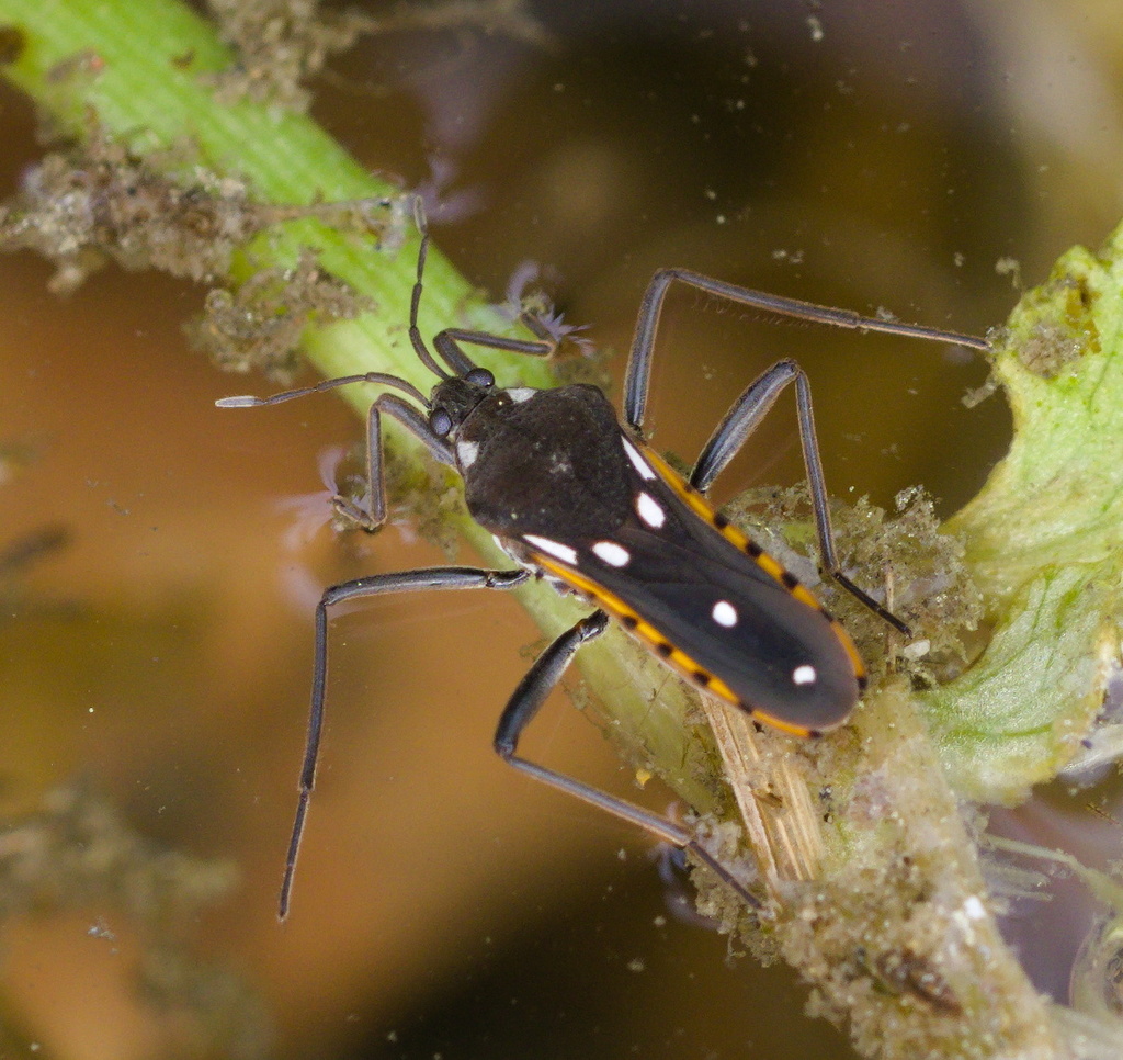 Saul's water cricket