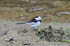 Motacilla alba