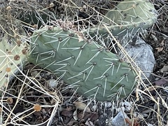 Opuntia arizonica