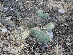 Opuntia arizonica