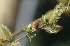 Salix irrorata