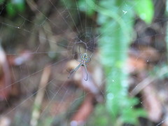 Leucauge regnyi