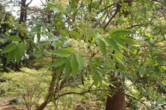 Sambucus sieboldiana