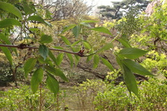 Sambucus sieboldiana
