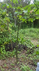 Ceiba trischistandra