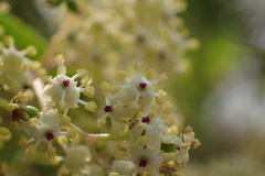 Sambucus sieboldiana