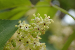 Sambucus sieboldiana