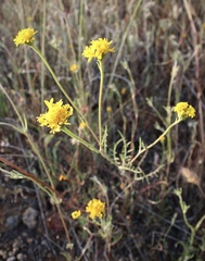 Chaenactis glabriuscula megacephala