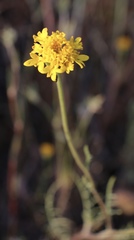 Chaenactis glabriuscula megacephala