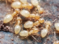Lasius myops