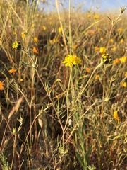 Chaenactis glabriuscula megacephala