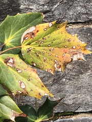 Calonectria