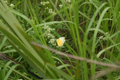 Belenois thysa thysa