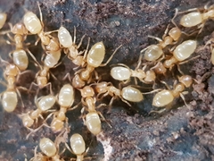 Lasius myops