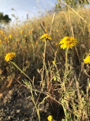 Chaenactis glabriuscula megacephala