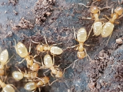 Lasius myops