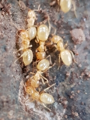 Lasius myops