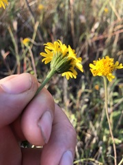 Chaenactis glabriuscula megacephala