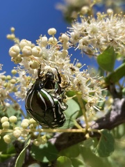 Rhabdotis semipunctata