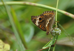 Junonia genoveva