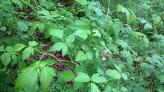 Rubus spectabilis
