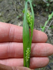 Carex blanda