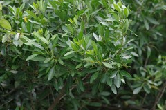 Allophylus natalensis