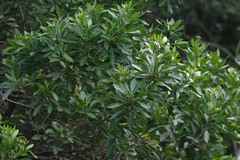 Allophylus natalensis