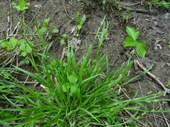 Carex blanda