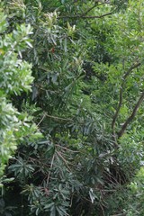 Protorhus longifolia