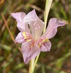 Gladiolus martleyi