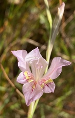 Gladiolus martleyi