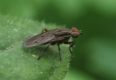Pherbellia cinerella