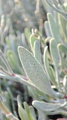 Limoniastrum monopetalum