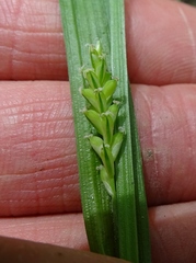 Carex blanda