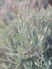 Limoniastrum monopetalum