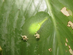 Gaeotis nigrolineata