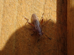 Sepedon spinipes