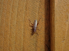 Sepedon spinipes