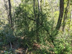 Taxus floridana