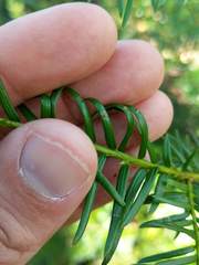 Taxus floridana