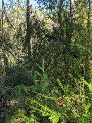 Taxus floridana