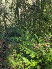 Taxus floridana