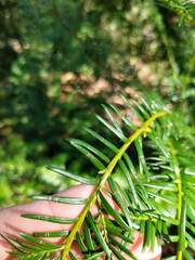 Taxus floridana