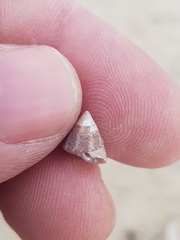 Calliostoma zizyphinum