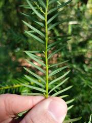 Taxus floridana