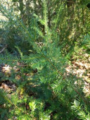 Taxus floridana
